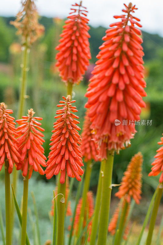 三瓣花(Kniphofia Vsp)或火炬百合的花